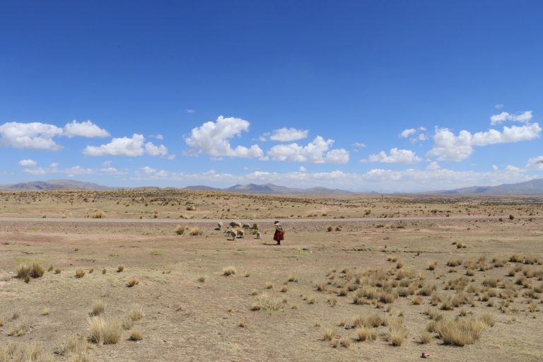 Puno: Falta de lluvias causa preocupación a ganaderos