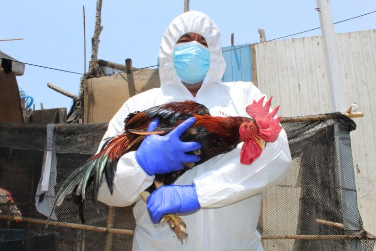 La Libertad: obtienen más de 5,5 millones dosis para combatir la gripe aviar