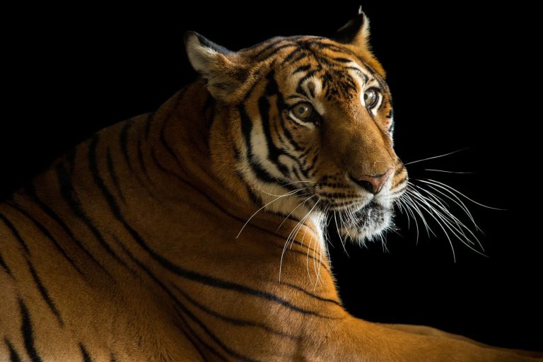 Peligro de extinción: ¿cómo ayudar a su conservación?