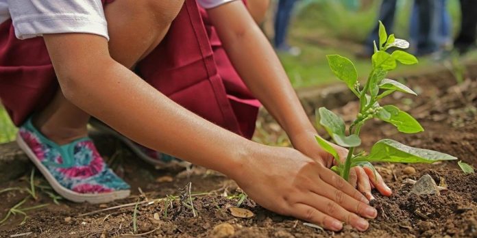 Jardinería sostenible.