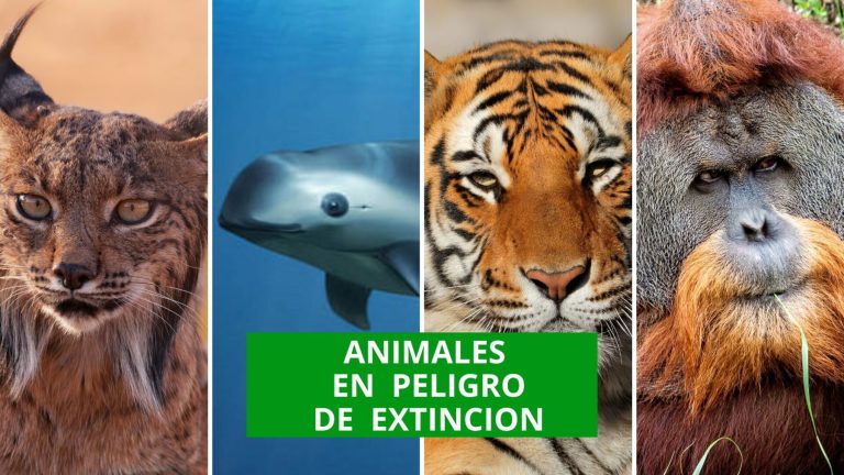 Biodiversidad