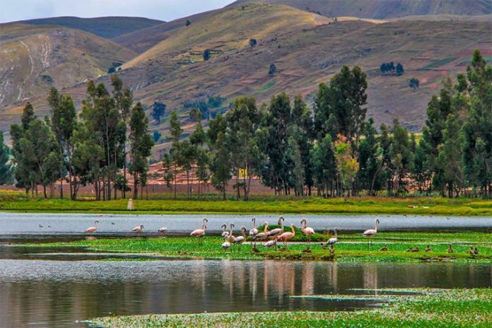 Los guardianes de la creación