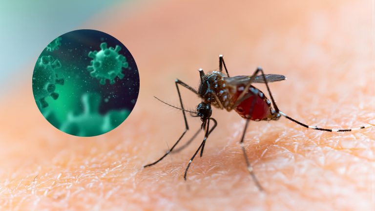 Italia registra 54 muertes y 700 casos de virus de Nilo occidental