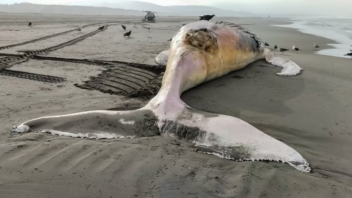 Ballena