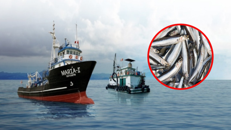 Ministerio de la Producción autorizó a IMARPE la pesca exploratoria de anchoveta blanca